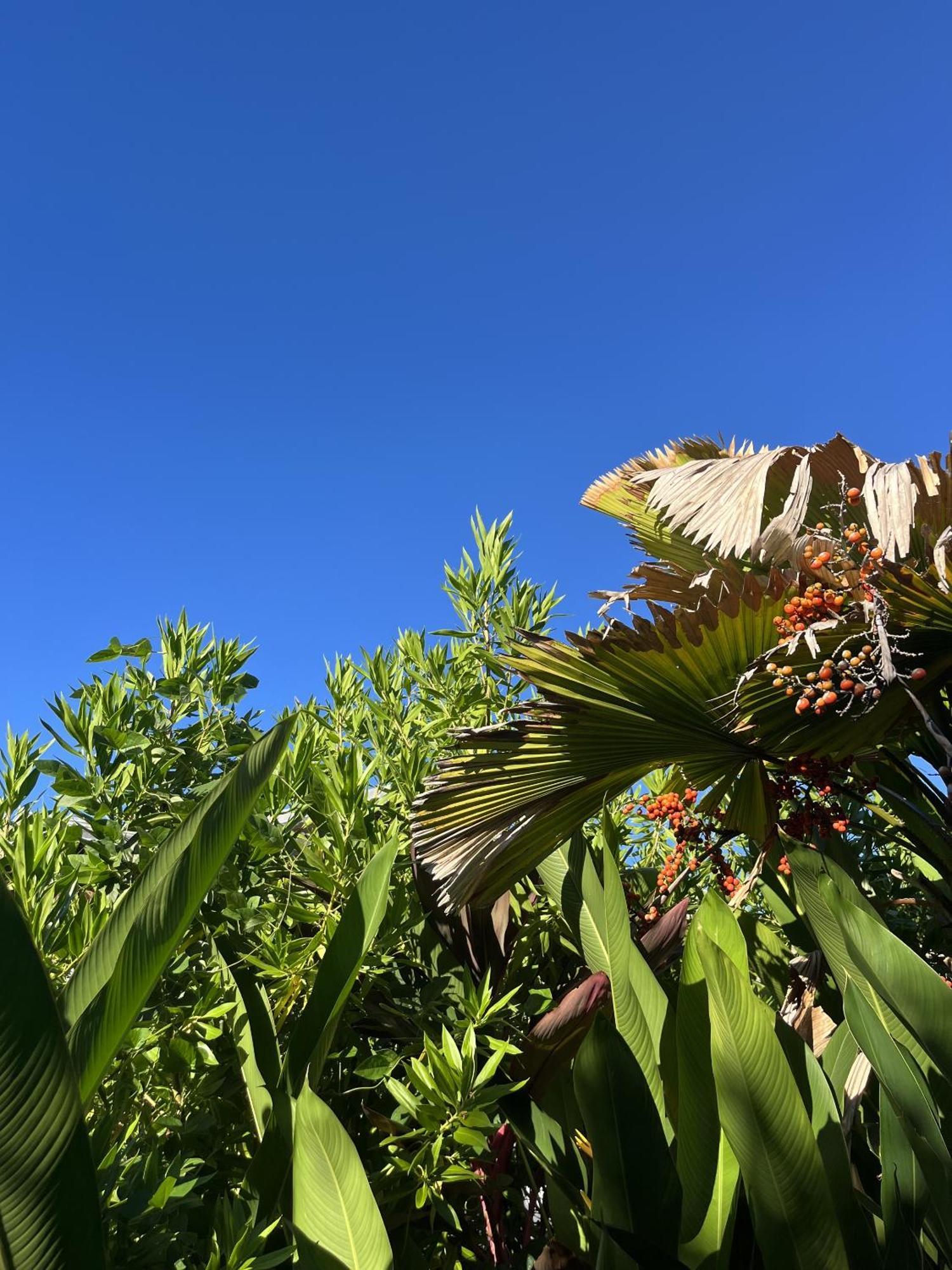 Eden Paradise Ecolodge & Spa Sainte-Luce Buitenkant foto
