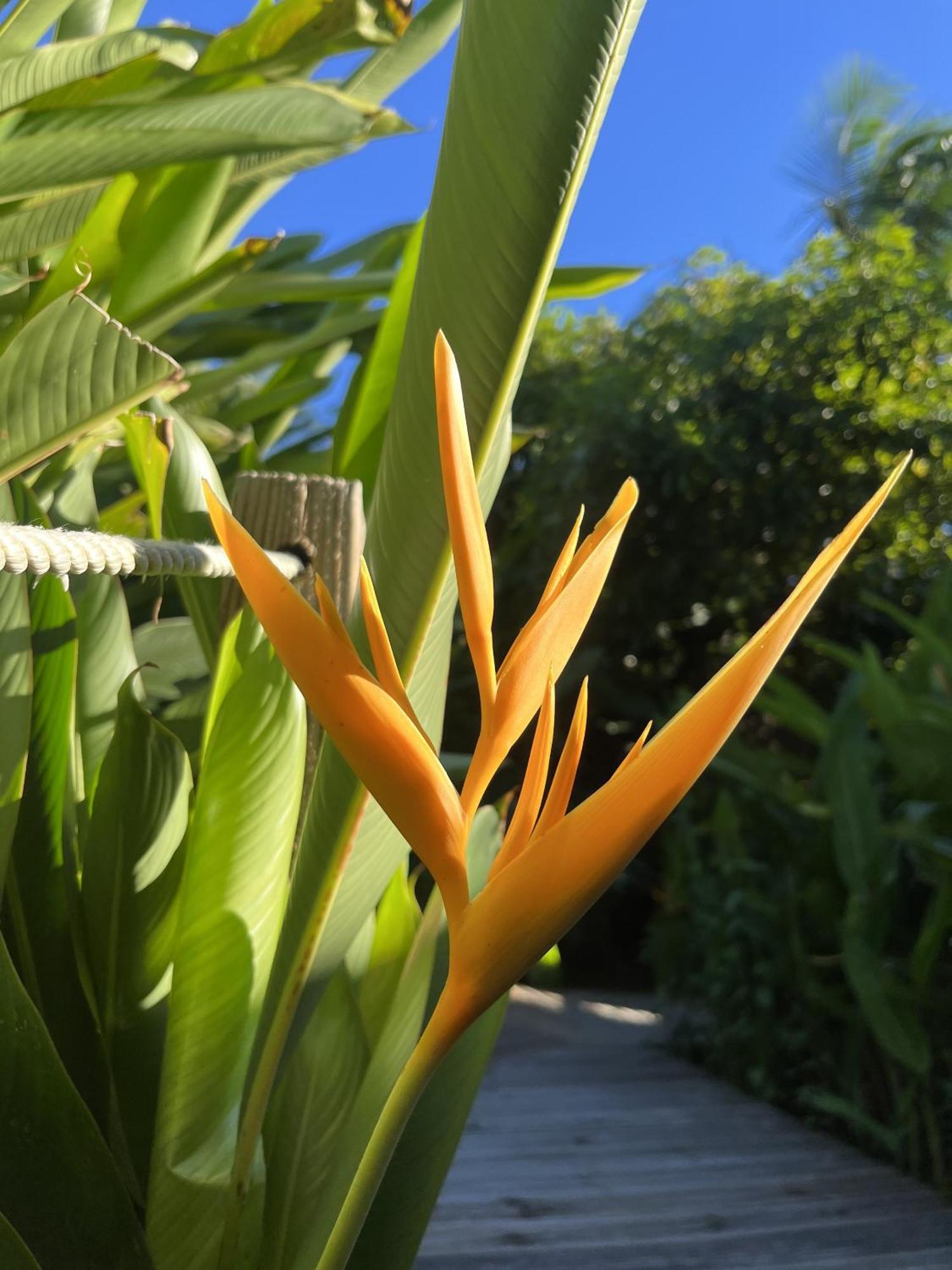Eden Paradise Ecolodge & Spa Sainte-Luce Buitenkant foto