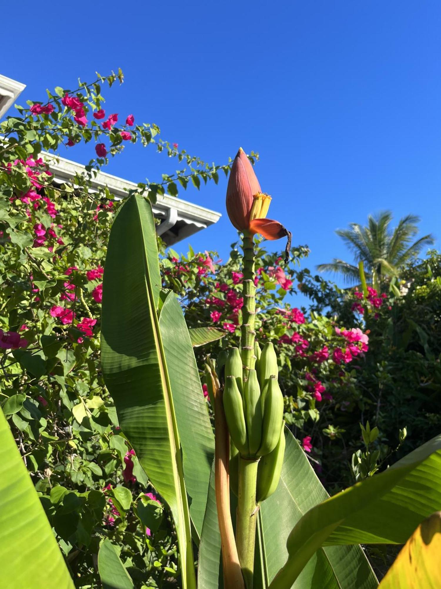 Eden Paradise Ecolodge & Spa Sainte-Luce Buitenkant foto